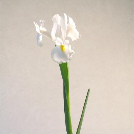 Iris blanc  Matériel d'art floral et conseils pour la décoration florale