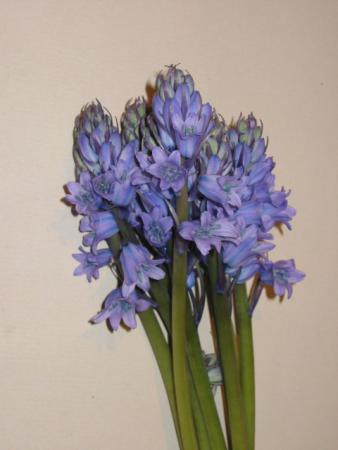 Pipette souple - Matériel fleuriste - Outils - Art floral et